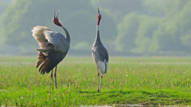 সারস পাখি রাজস্থানের ভরতপুরে 