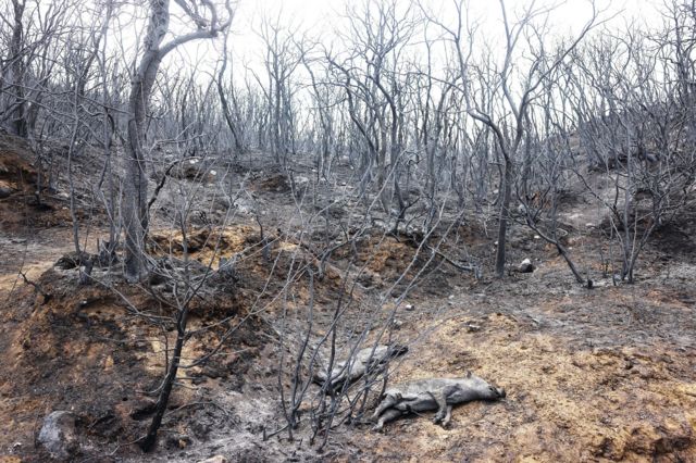 Corpos carbonizados de corpos em floresta queimada