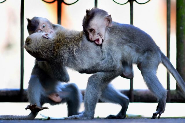 Puluhan Ekor Monyet Menyerbu Rumah Warga di Bandung