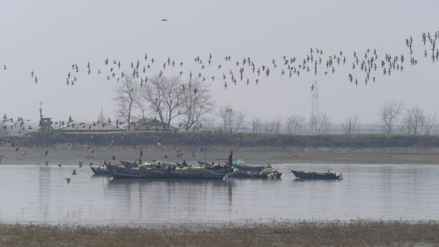 Un grupo de dos tipos de especies de Zarapito en Corea del Norte