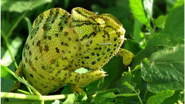 Scientists Design a Robotic Chameleon That Crawls and Changes