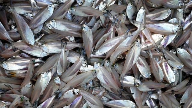 মৎস্য: প্রজনন কৌশল আবিষ্কার করে নদ-নদীর যেসব মাছ এখন চাষ করা হচ্ছে - BBC  News বাংলা