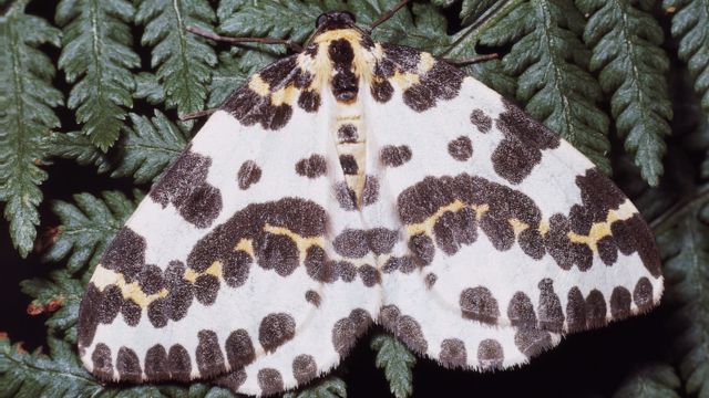 Reality Check: Are clothes moths on the rise? - BBC News