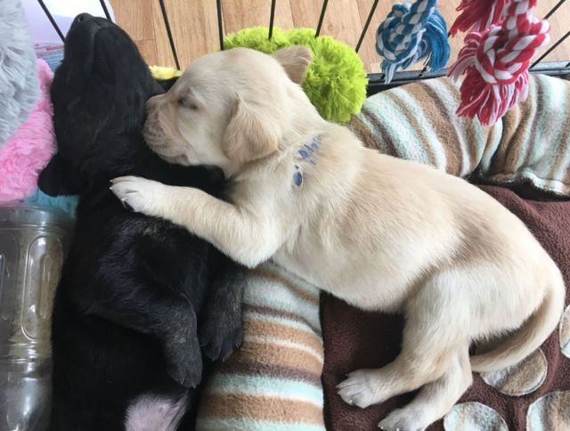 A black pup and a yellow one sleep curled up on each other