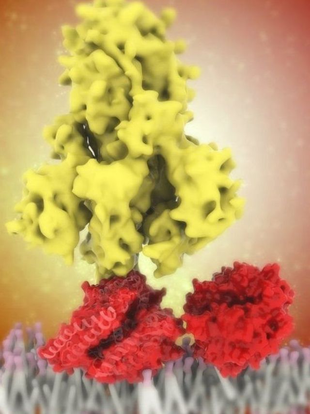 ویروس کرونا با پروتئین شاخکی خود (زرد) به گیرنده آنزیم دوی مبدل آنژیوتانسین سلول (قرمز) می‌چسبد