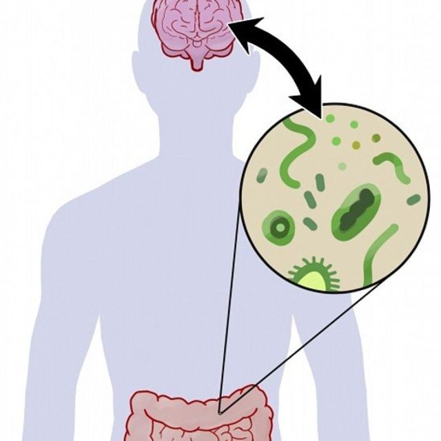 Ilustración que muestra la conexión entre el intestino y el cerebro