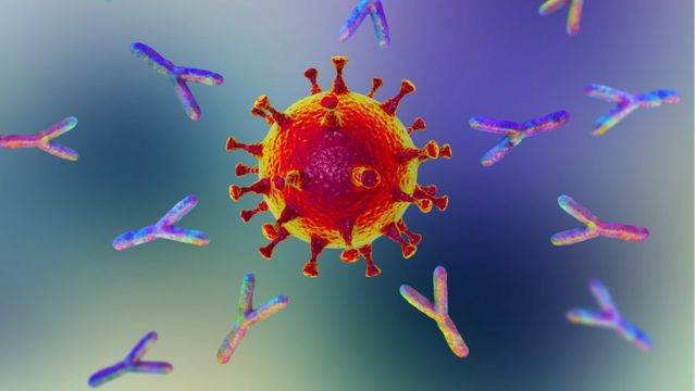 أجسام مضادة تهاجم فيروس كورونا2