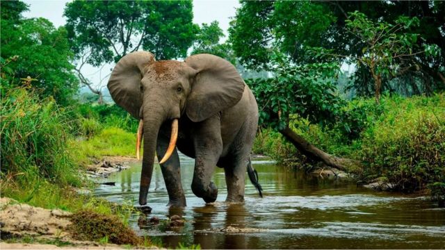 En Afrique, l'éléphant de forêt en danger critique d'extinction