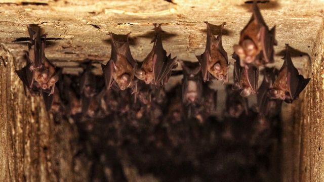 பிரபு பொன்முடி வீட்டில் இருக்கும் வெளவால்கள்