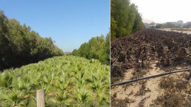 زراعة نخيل واشنطونيا كجزء من مبادرة المليون شجرة بالقرب من دبي في 2016 (يسارا) و2019 (يمينا)