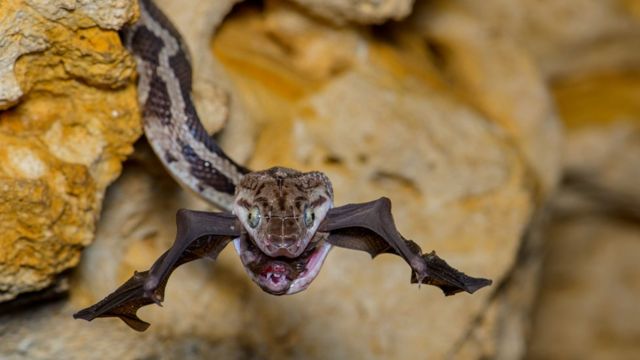 Una serpiente comiendo un vampiro.