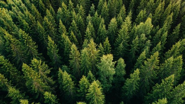 Pins dans la forêt en Europe