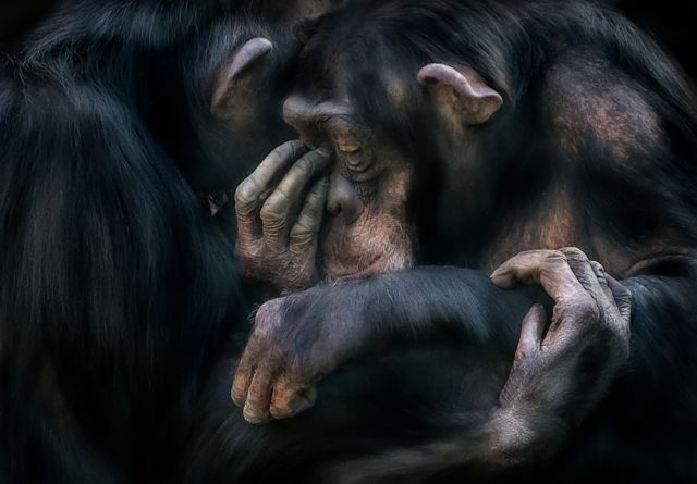 Foto de un chimpancé consolando a otro