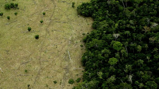 Felled trees in Mato Grosso state