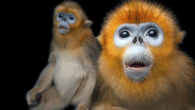 Monyet emas hidung pesek (c) Joel Sartore