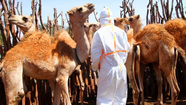 Profissional coletando amostras de camelo