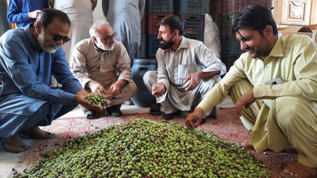 زیتون پاکستان کے کاشتکار اسے خاموش سبز انقلاب‘ کیوں قرار دیتے ہیں 