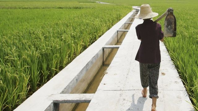 Cultivo de arroz