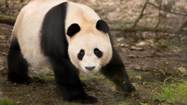 Panda Yang Guang