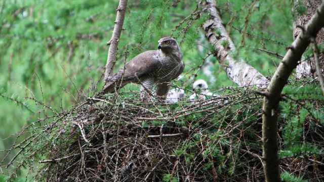 goshawk nest cam 2021