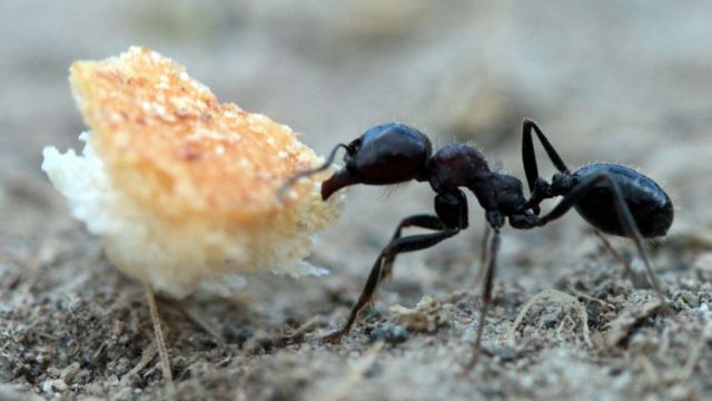 Анти-рецепти: Що їдять мурав'ї?