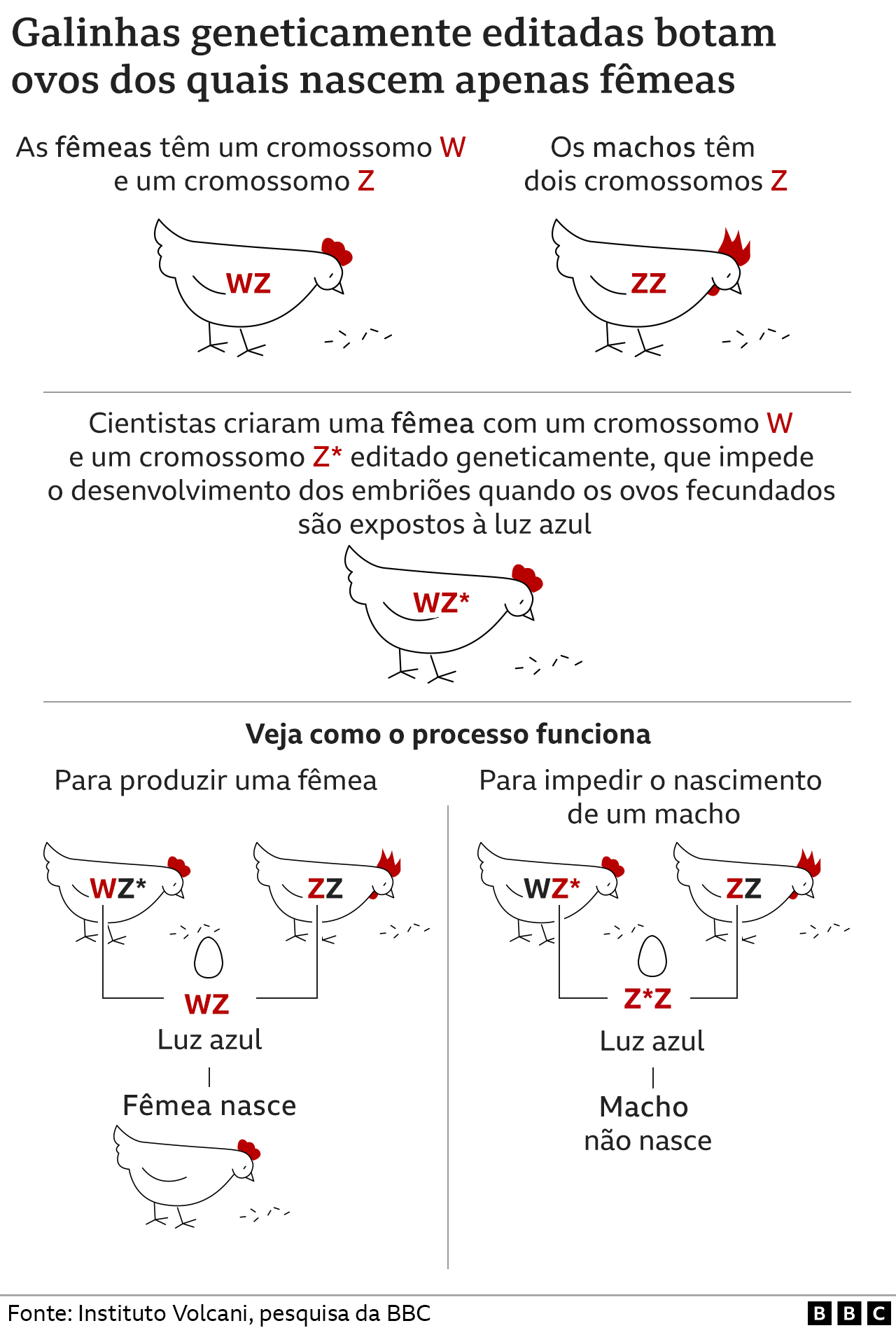 Infográfico mostra como as galinhas são editadas geneticamente