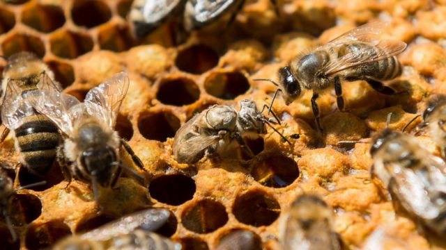 蜂蜜からミツバチ大量死と関連指摘の農薬を検出 cニュース