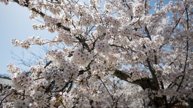 日本で季節外れの桜が開花 台風の影響か cニュース