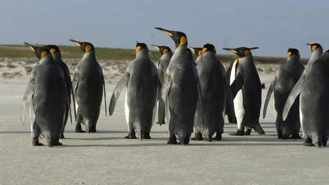 Pingüinos en las Malvinas/Falklands.