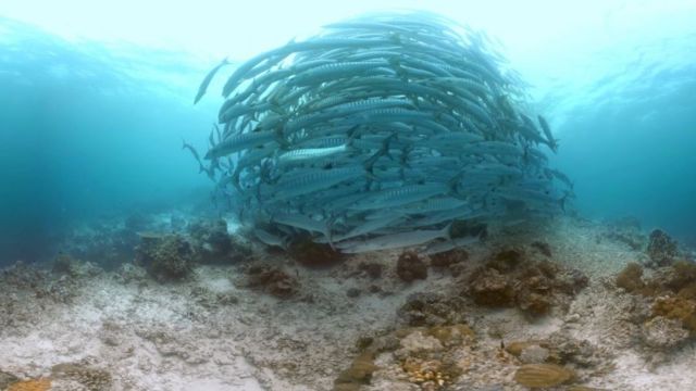 Mundo Animal, Coral Azul da Malásia. 