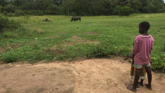 Rhinocéros, Côte d'Ivoire