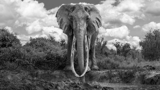Gajah gading super