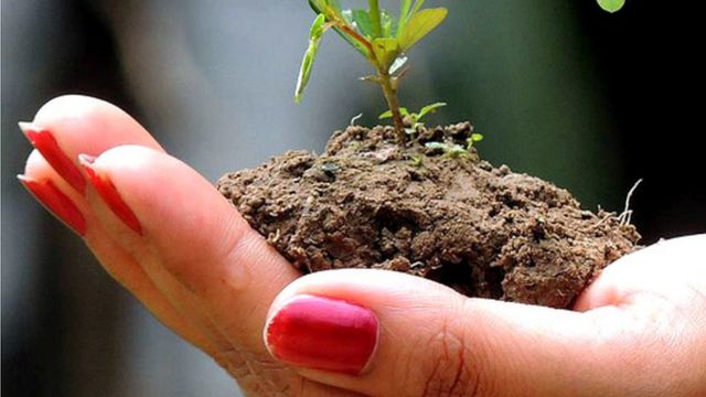 නාගරීකරනය සමඟ ඉන්දියානු වනගැබ හැකිලෙමින් පවතී.