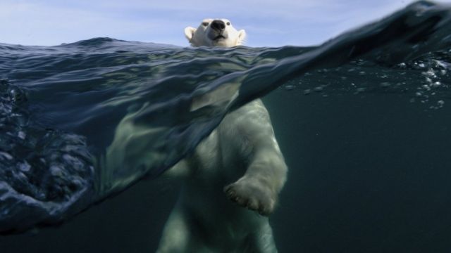 Polarni medved