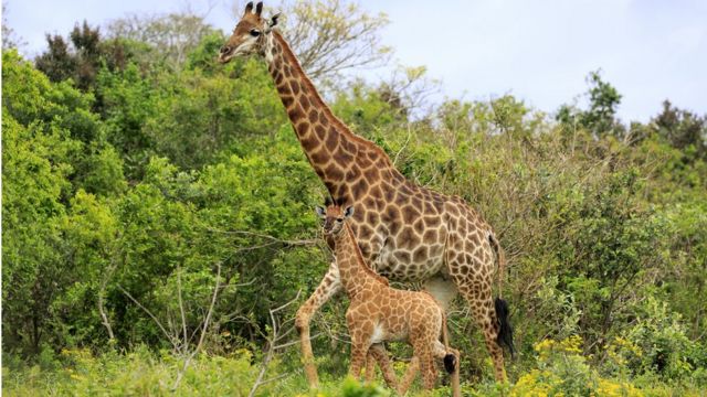 Girafa e filhote
