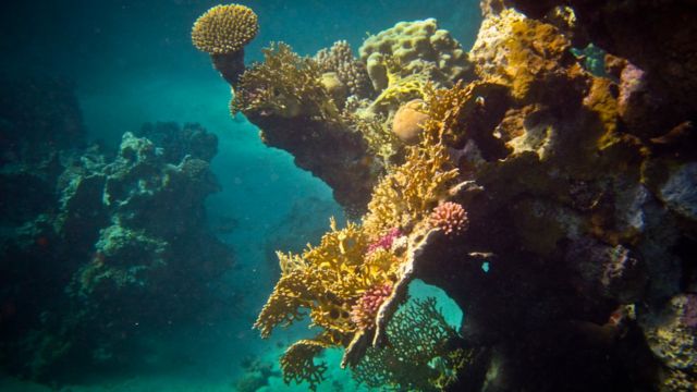 Підводний світ: барвисті мешканці Червоного моря - BBC News Україна