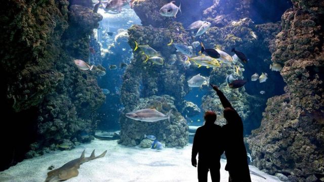 شيد متحف عالم المحيطيات في موناكو خصيصا بهدف حماية محيطات العالم