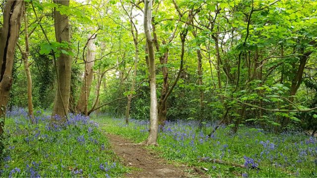 bluebells