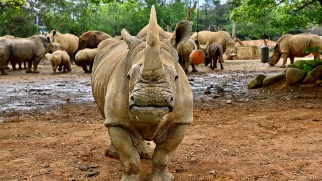 White Rhino Emma Travels To Japan To Find Love And A Mate c News