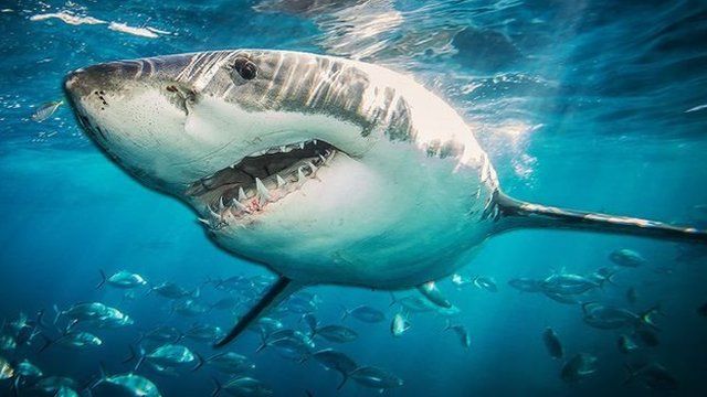 鯊魚DNA的秘密對攻克人類癌症有何啟示- BBC News 中文