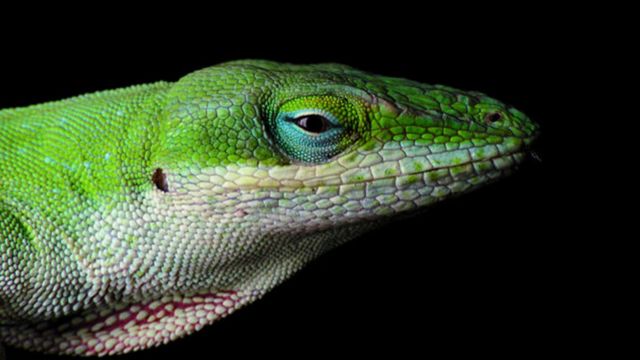 Featured image of post Lagartixa De Cabeça Verde : Lagartixa da espécie gekko gecko vista por baixo.