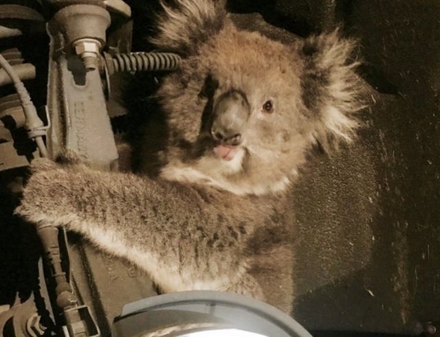 A koala sits trapped in the wheel well of a car after the wheel was removed to facilitate its rescue in Adelaide, South Australia, 9 September 2017