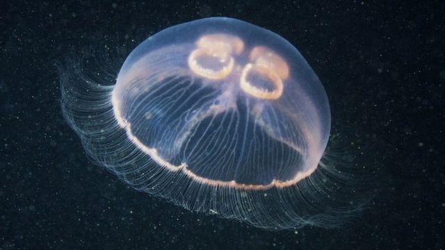 美丽的海月水母以其半透明圆形铃铛的形态命名。它们的身体上拥有短而细的须状触手，而大多数水母的触手则很长。