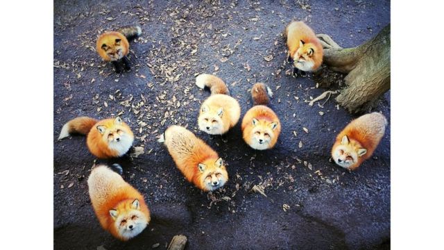 Fotografía de Erica Wu, primer lugar en la categoría "Animales"