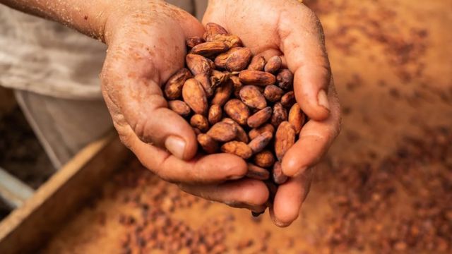 Le chocolat que nous dégustons aujourd'hui est un aliment beaucoup plus transformé et raffiné que celui que les Aztèques appréciaient il y a plusieurs siècles