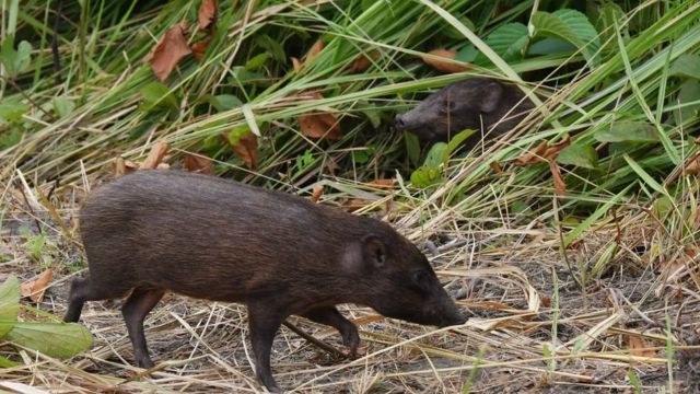 போடோ பழங்குடிகளின் மோதலைத் தொடர்ந்து மனாஸில் மீண்டும் அறிமுகப்படுத்தப்படும் பல அழிந்துவரும் உயிரினங்களில் பிக்மி பன்றியும் ஒன்றாகும்.