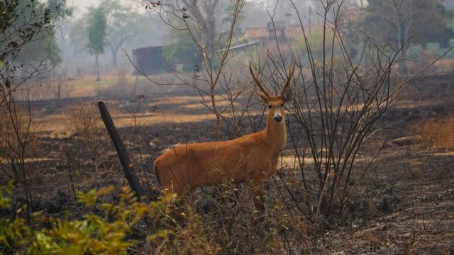 Marsh deer that survived the wildfires