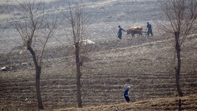 Agricultores norte-coreanos trabalham nos campos perto de Sinuiju, em frente à cidade de Dandong, na fronteira com a China