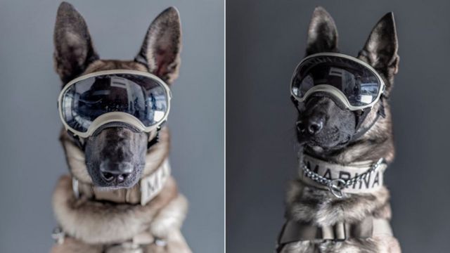 Frida y los otros perros de México que se convirtieron en "héroes" por sus labores de rescate durante terremotos - BBC News Mundo