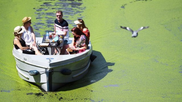 People boating on Regent's Canal, surrounded by duckweed